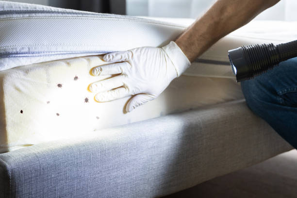 Best Emergency Pest Control  in Bonnetsville, NC