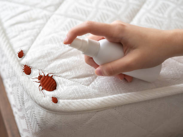 Best Affordable Exterminators  in Bonnetsville, NC