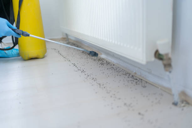Best Mosquito Control Services  in Bonnetsville, NC